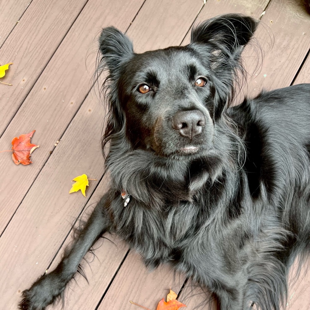 Meet your Posher, Maddie